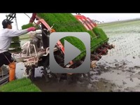 Jak sadzenia ryżu w Chinach masa